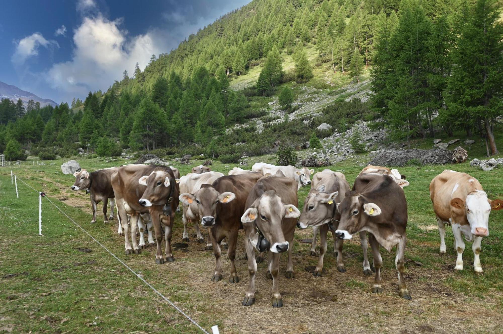 Agriturismo Bosco D'Oro リヴィーニョ エクステリア 写真